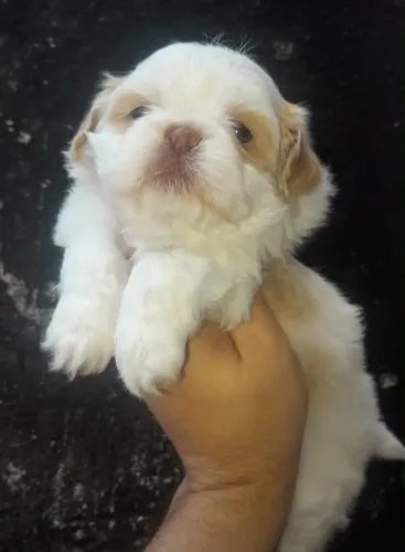 Shihtzu