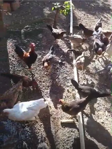 FRANGO CAIPIRA À VENDA 