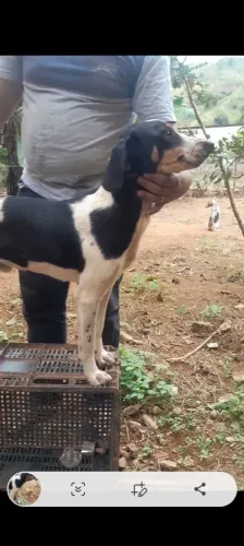Cachorro americano urrador 