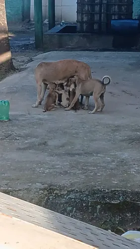 Adote um cachorrinho