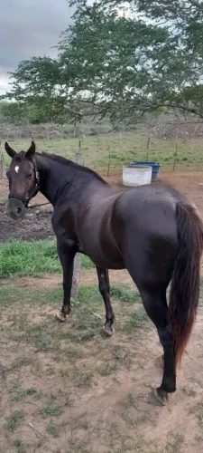 Venda de cavalo