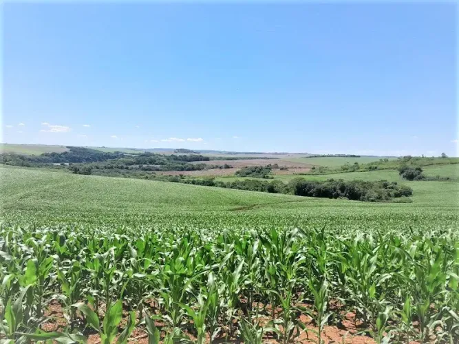 Área Rural de 36 Alqueires - Quinta do Sol - Pr