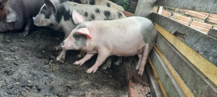 Leitoas
