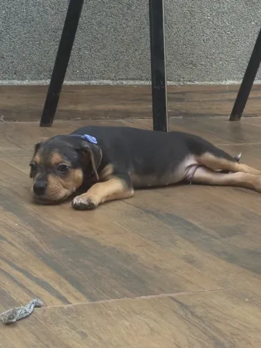 Cachorro