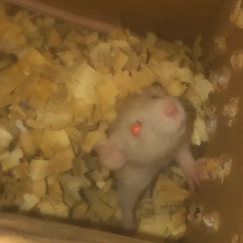 Rato Twister 