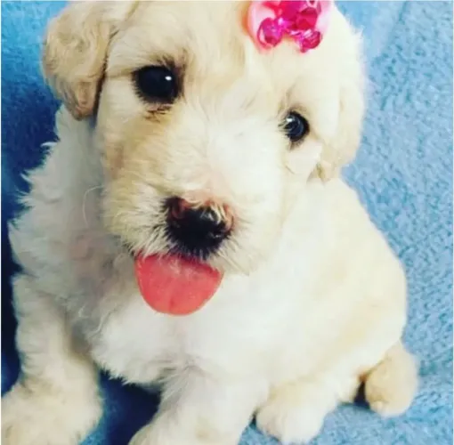 Poodle Toy 