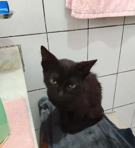Para Adoção com cuidados