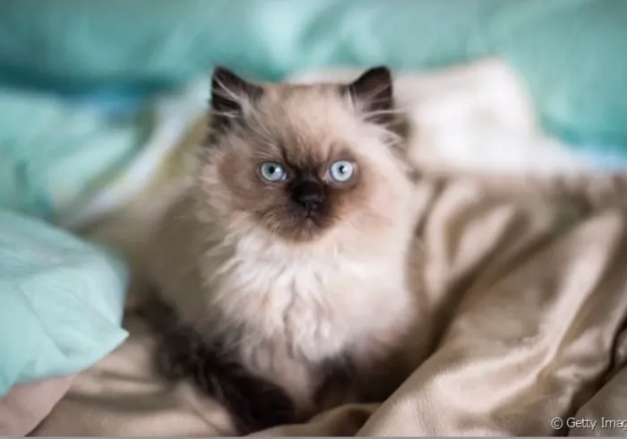 Fofuras de Persa bebês com pedigree 