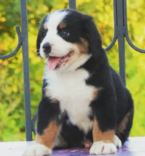 Bernese Mountain Dog,Bernese Mountain Dog Filhote Top Padrão da Raça