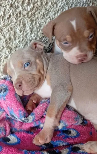 PiTMonster