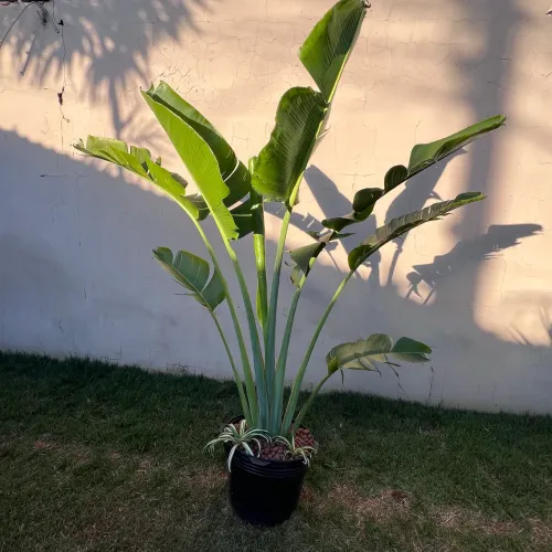 Muda de Ravenala (Árvore do Viajante) 2m - Linda e Saudável