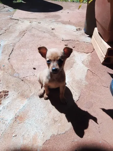 Vendo filhote de pinscher marron