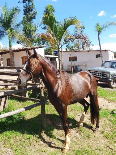Cavalo