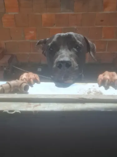 Cachorro 