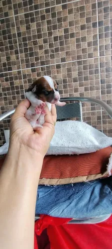 Filhote de pinscher nº 0 , filho de pais zero 1.499