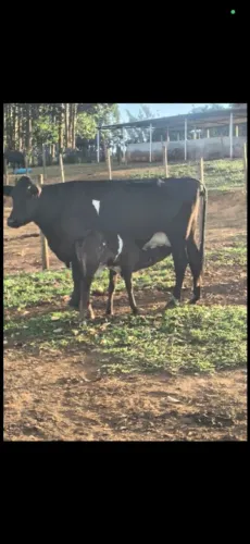 Vaca Parida de femea 