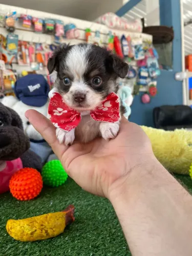 Chihuahuainha machinho pelo longo mini 