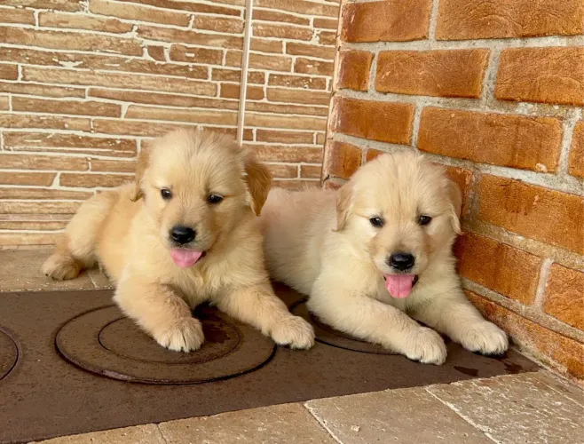 Golden Retriever filhote vacinado entrega hoje