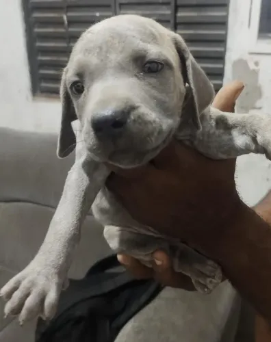 VENDO filhote FILA BRASILEIRO