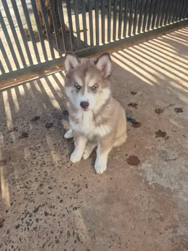 Lindo filhote de Husk Siberiano 