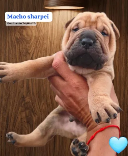 Sharpei 