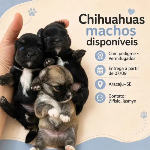 Vendo filhote de chihuahua 
