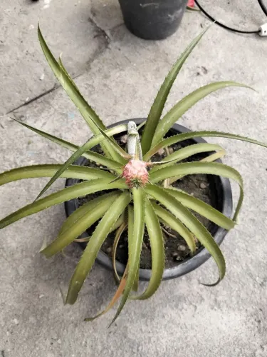 Planta abacaxi-ornamental