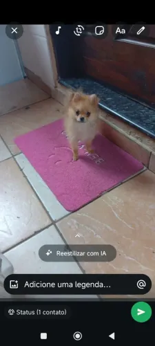 Spitz alemão anão fêmea 4 meses