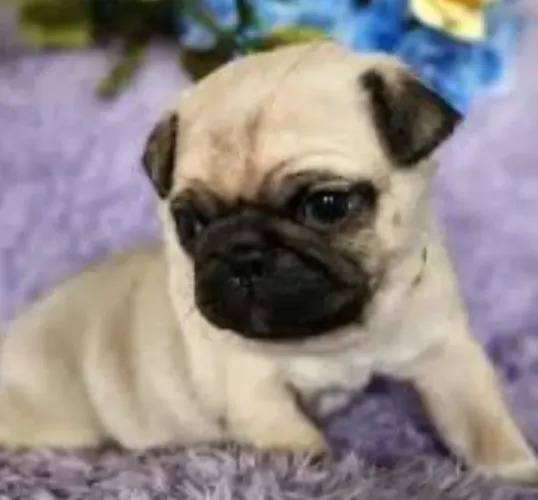 Pug Filhotes Muito Apaixonantes.
