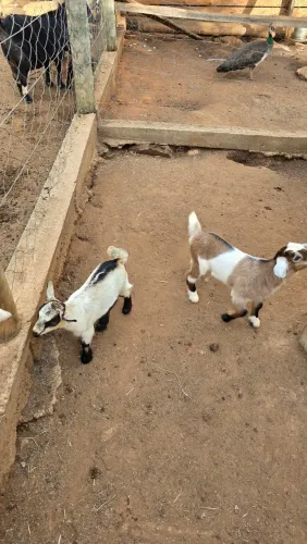 Micro cabra( mini cabra) rarissima