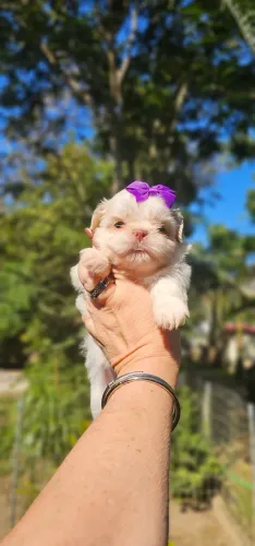 Shih-tzu femea - Europeu