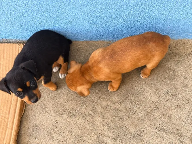 Filhotes de Pinscher
