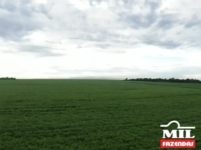 Fazenda de 290 alqueires (1.400 hectares) em Mineiros - GO