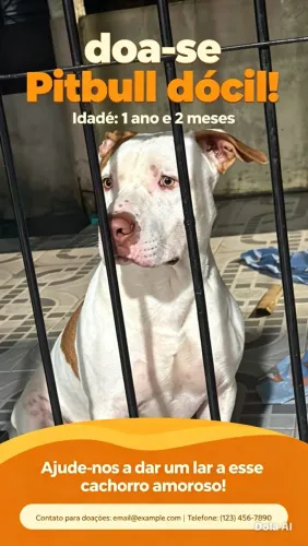 Doação de Pitbull 