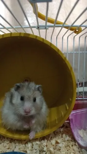 vendo hamster