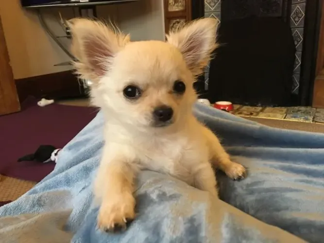 Chihuahua
