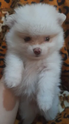Lulu da pomeranea fêmea 50 dias