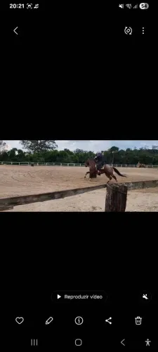 Cavalo crioulo