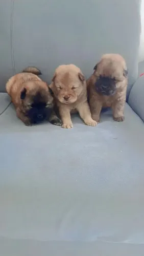 Filhotes de Chow Chow