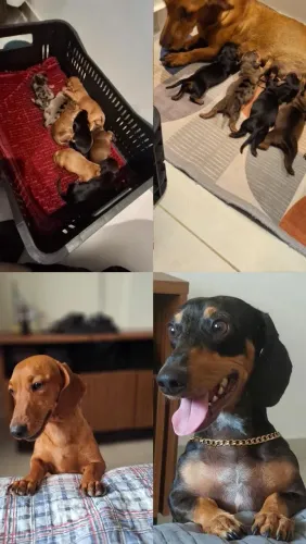 FILHOTES DE DACHSHUND - SALSICHINHA - LINDOS E SAUDÁVEIS