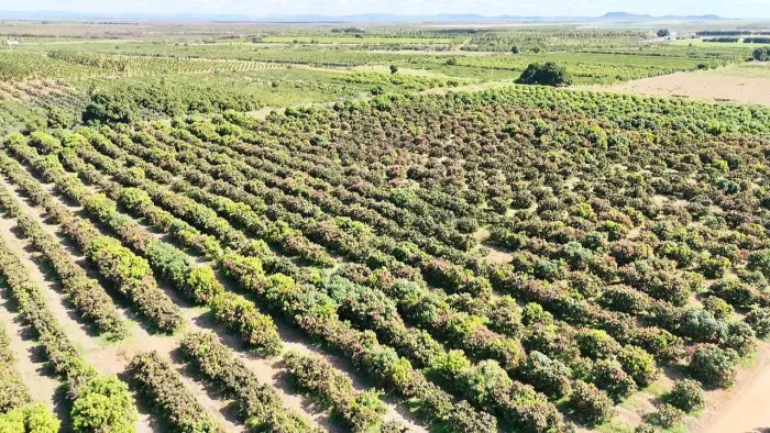LOTE À VENDA