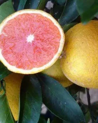 Laranja sanguínea (vermelha) Enxertada - vendo muda enxertada
