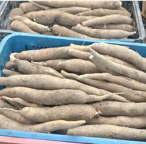Mandioca caixa 