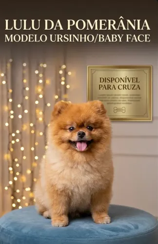 Macho para Cruzar Lulu/Spitz Alemão anão - Ursinho Caramelo