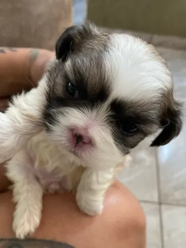Cachorro