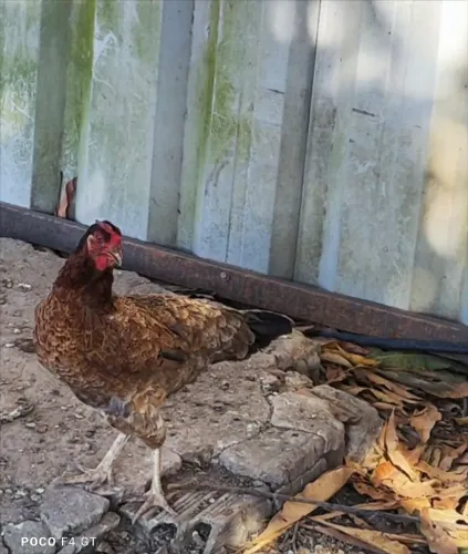 GALINHA CAIPIRA