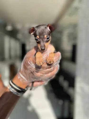 Pinscher Fêmea Pequena e Linda | Contrato e Garantias