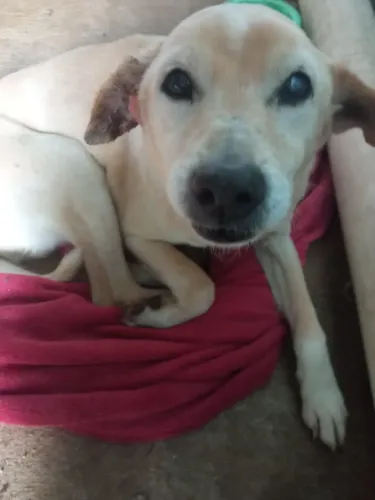 Doação cachorro 