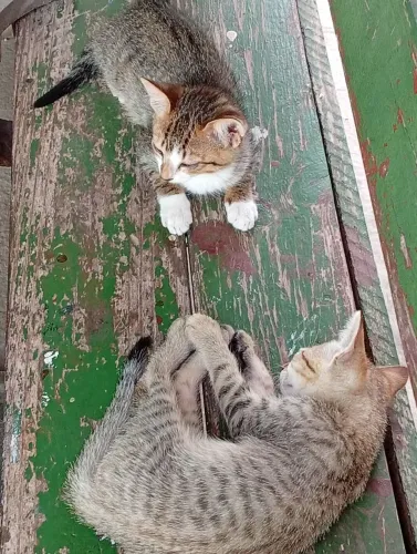 Gatos pra adoção responsável 
