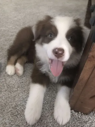 Border collie raça pura disponivel
